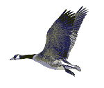 Goose