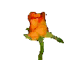 rose