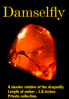 Amber w/damselfly