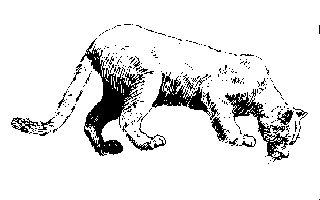 cougar