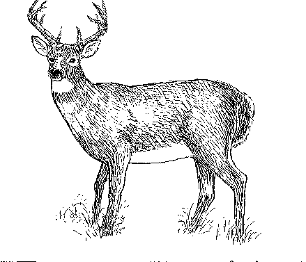 white tail deer