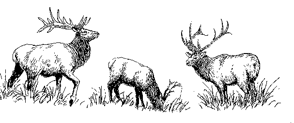 elk