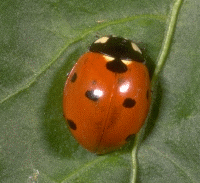 lady bug