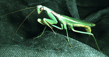 praying mantis