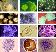 micro slides