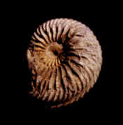 Ammonite