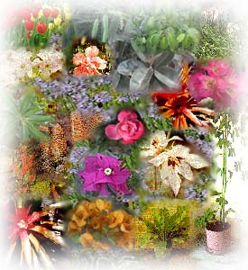 assorted plants