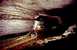 Mammoth Cave