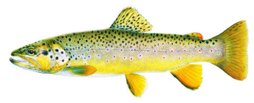 brown trout