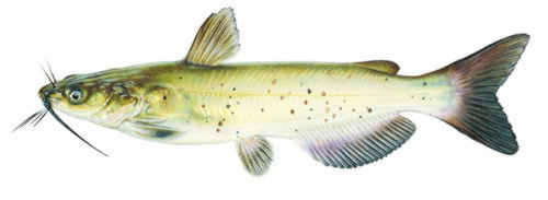 channel catfish