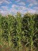 cornfield