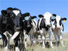 holstien cows
