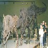 Dinosaur Skeleton