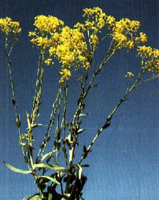 dyer's woad
