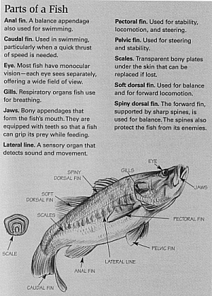 parts of a fish