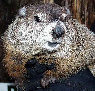 Punxsutawney Bill