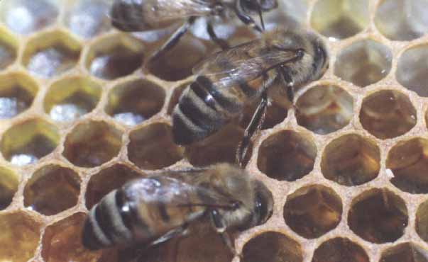 honey bees