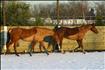 horses