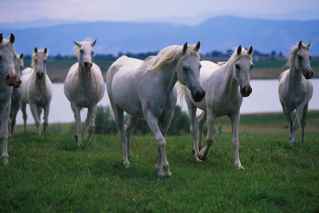 arabian horses
