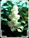 white lilac