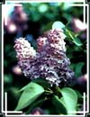 purple lilac