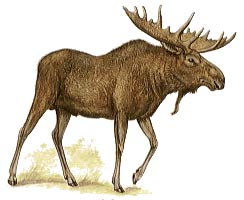 moose