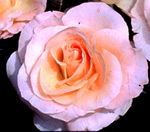 day breaker rose