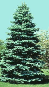Blue Spruce
